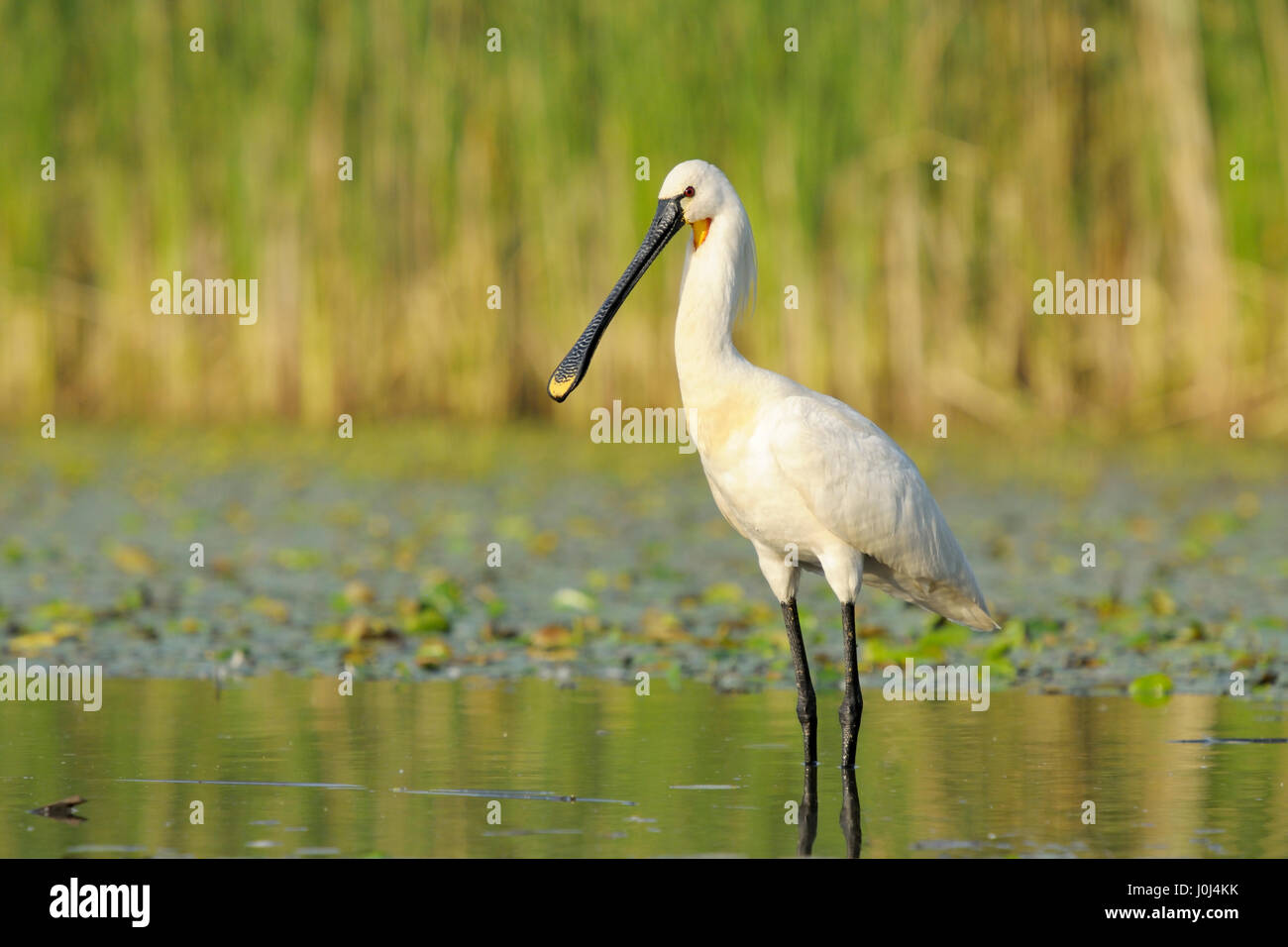 Spatule blanche (Platalea leucorodia) debout dans un petit étang, parc national d'Hortobagy, Hongrie, Banque D'Images