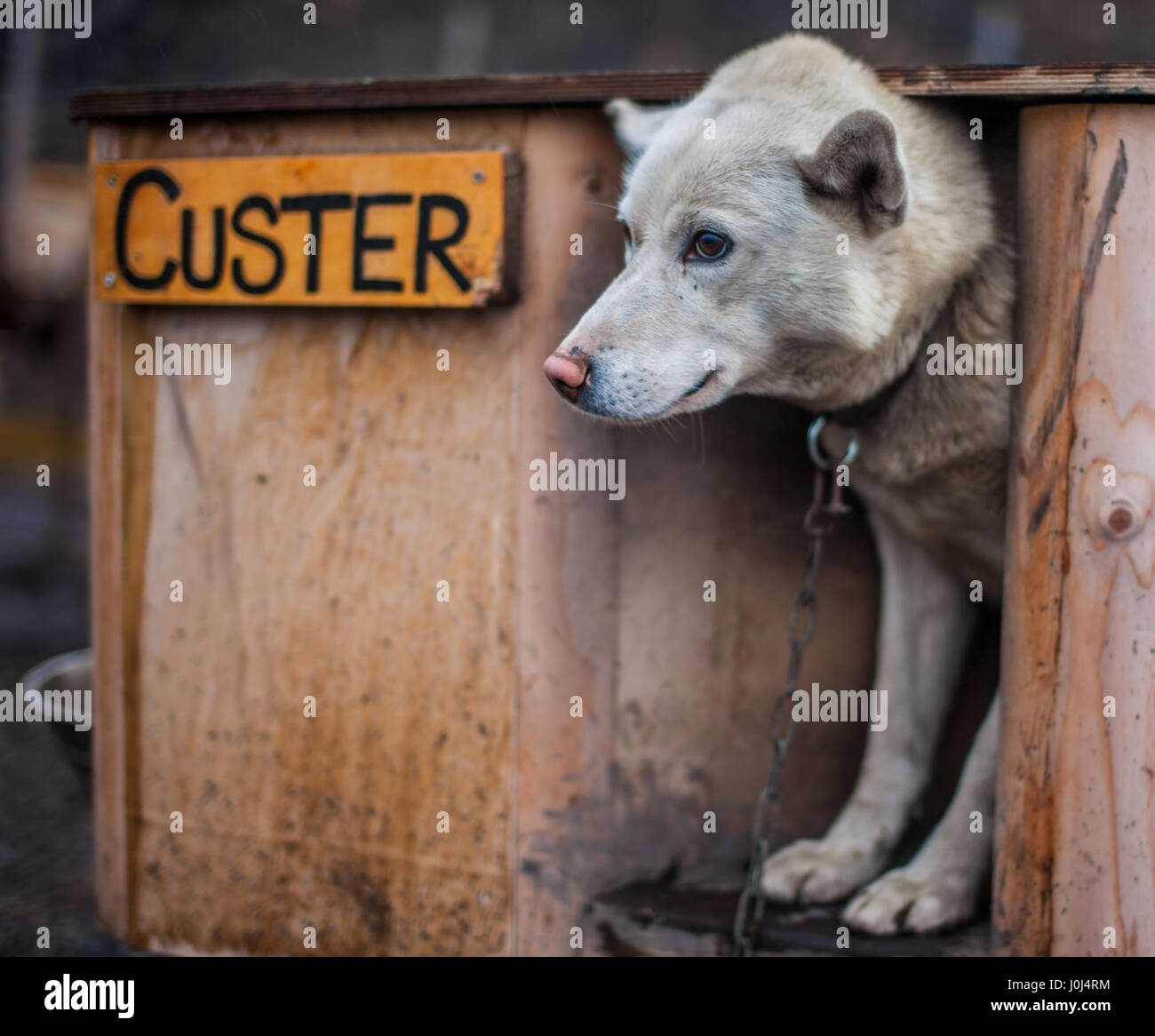 Courses de chiens de traîneau en dehors de Longyearbyen Svalbard en Norvège Banque D'Images
