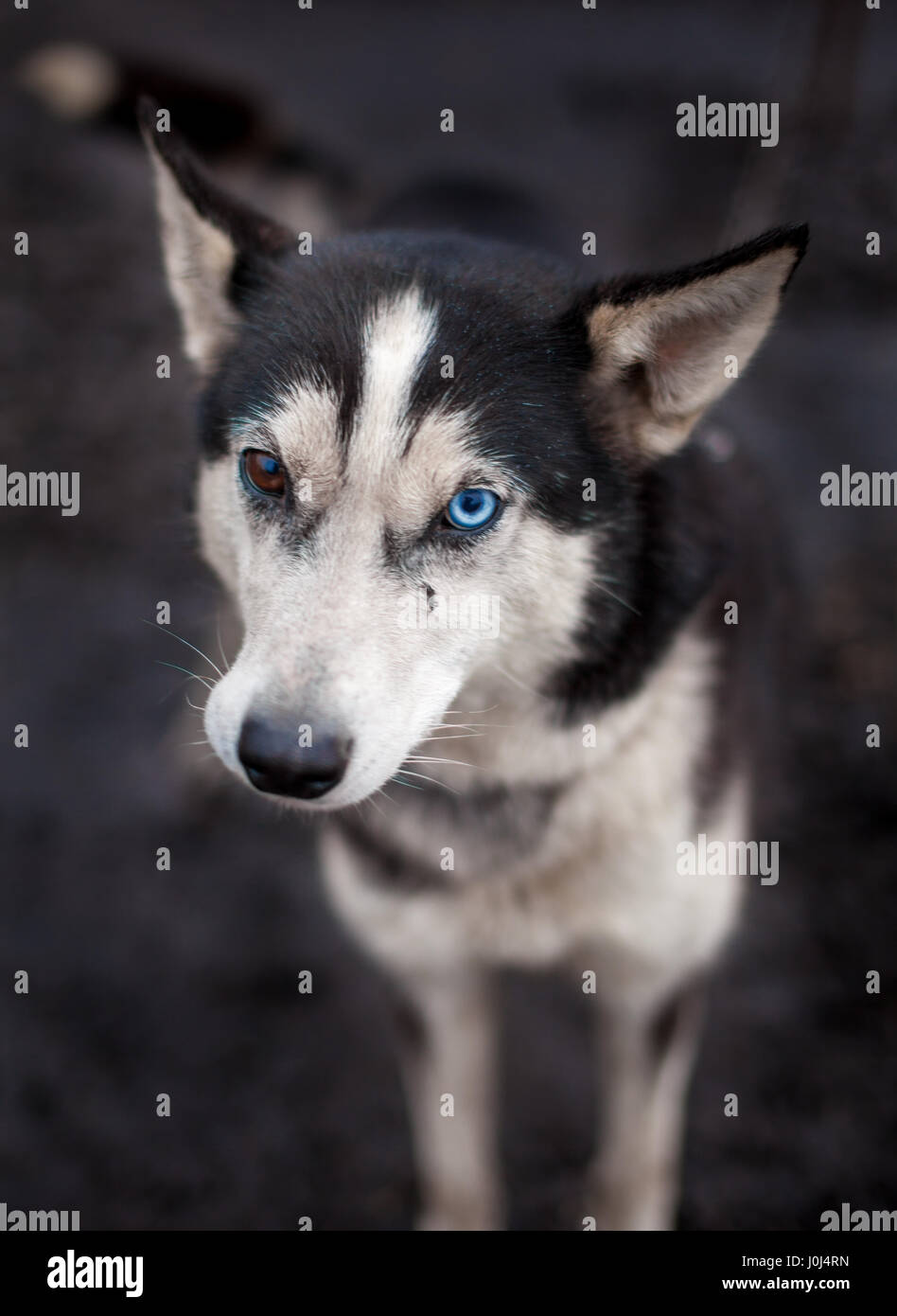 Courses de chiens de traîneau en dehors de Longyearbyen Svalbard en Norvège Banque D'Images