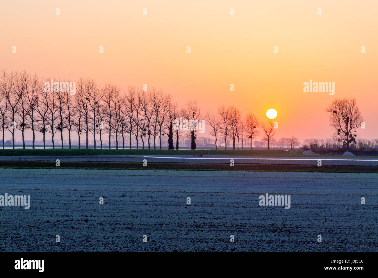 Rangée d'arbres sans feuilles et spectaculaire coucher de soleil dans le paysage rural, Normandie, France. Banque D'Images