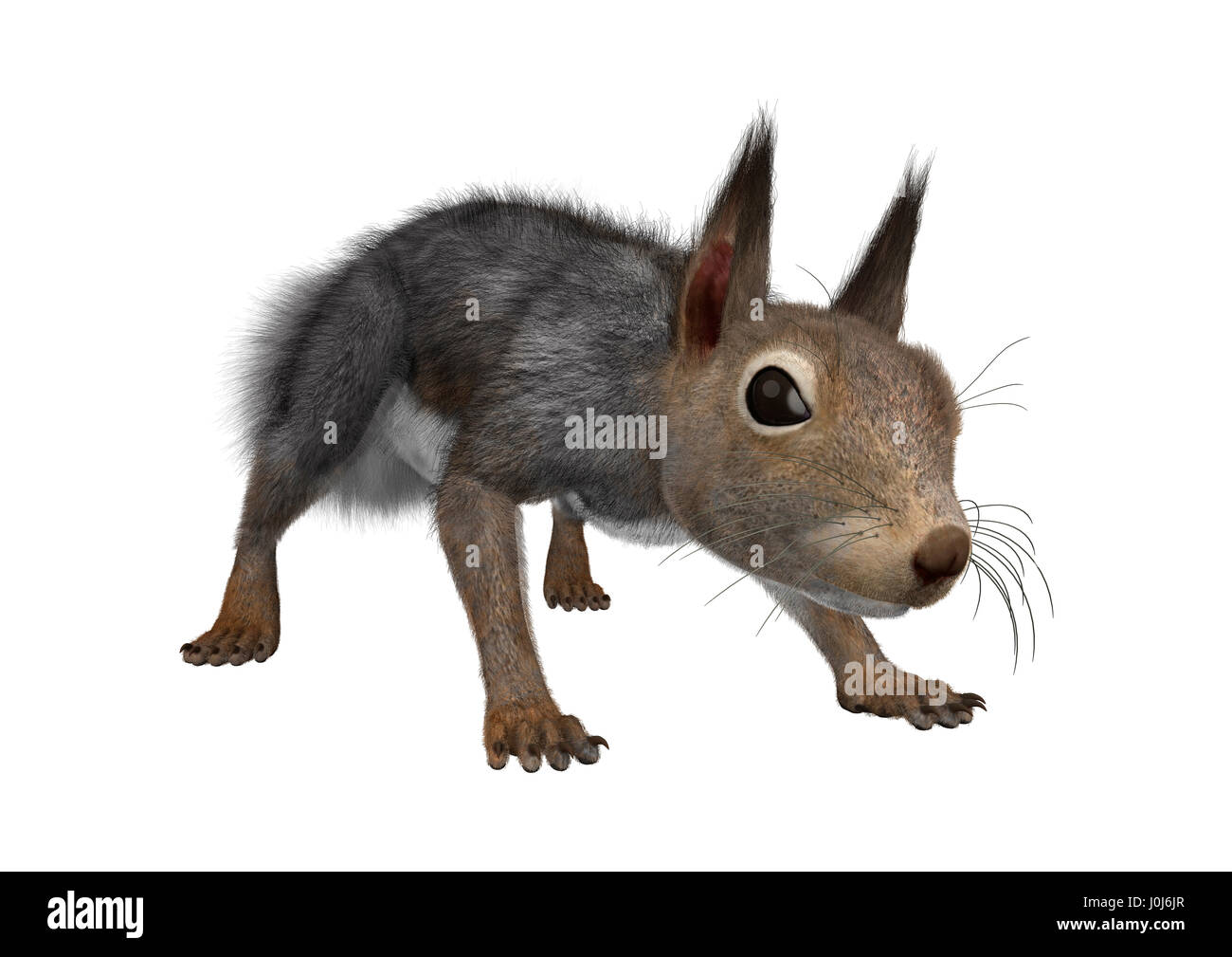 Le rendu 3D d'un écureuil gris isolé sur fond blanc Banque D'Images