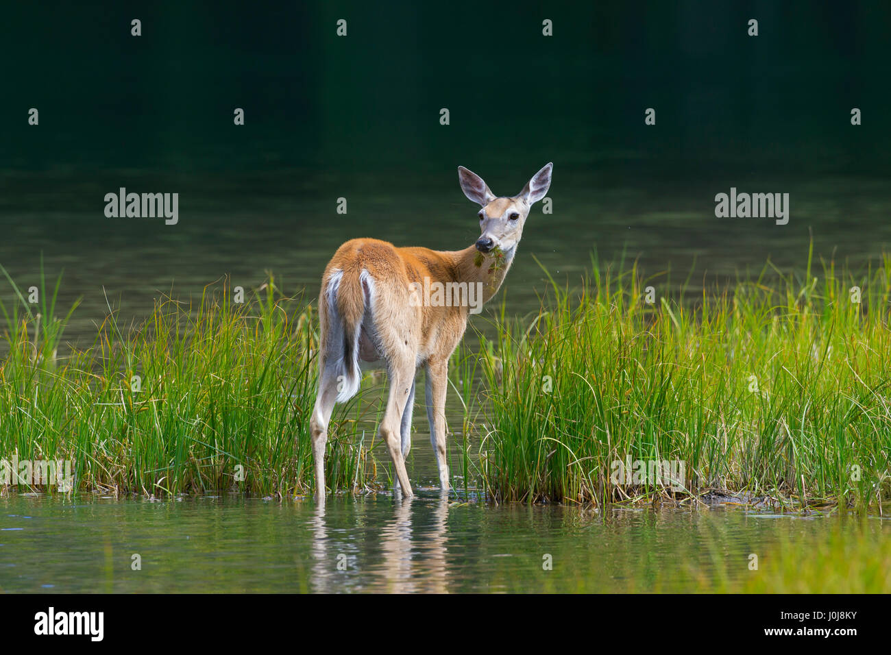 / Cerf Le cerf de Virginie (Odocoileus virginianus) femme / plantes de l'eau manger doe / plantes aquatiques dans le lac Banque D'Images