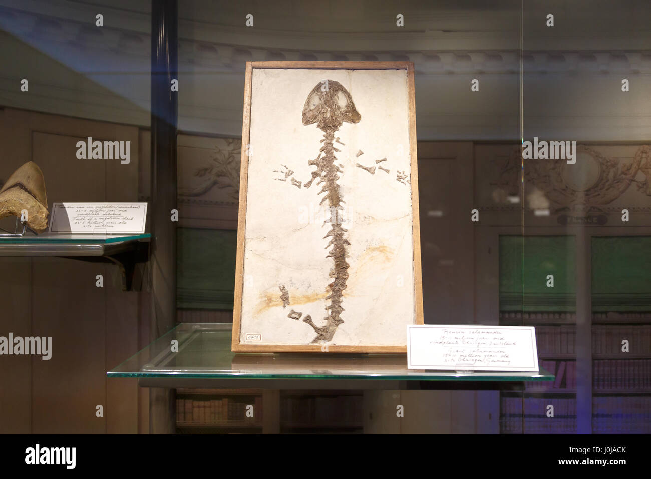 AMSTERDAM, Pays-Bas - 2 juillet 2016 : fiche détaillée de fossiles musée scientifique Nemo. Nemo est un populaire Musée des sciences et de la technologie interactive dans Am Banque D'Images