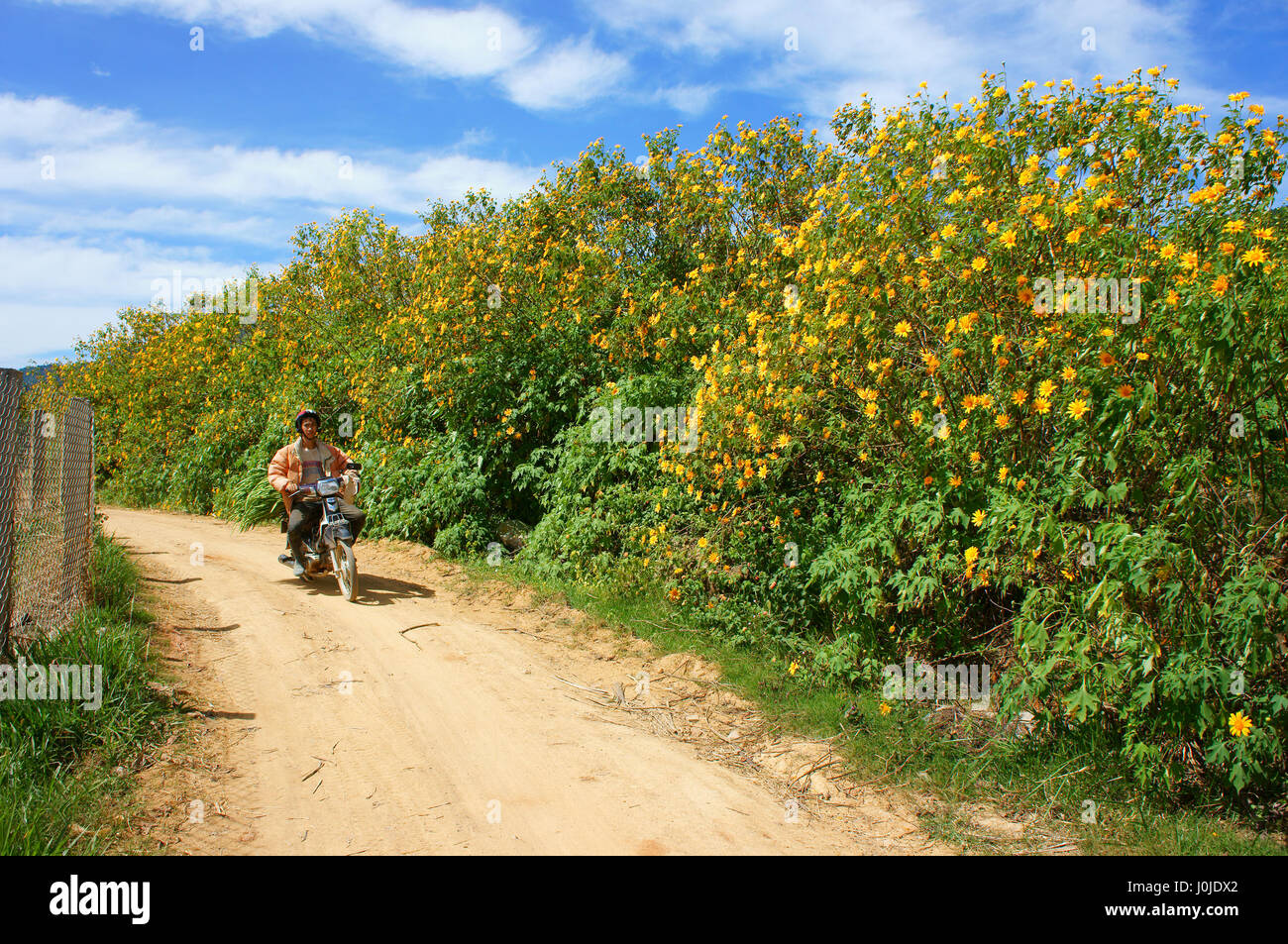 DA LAT, VIET NAM, Asian man ride moto à chemin de campagne, bush de jaune tournesol sauvage bloom, agriculteur vietnamien dans la belle nature, Vietnam Banque D'Images