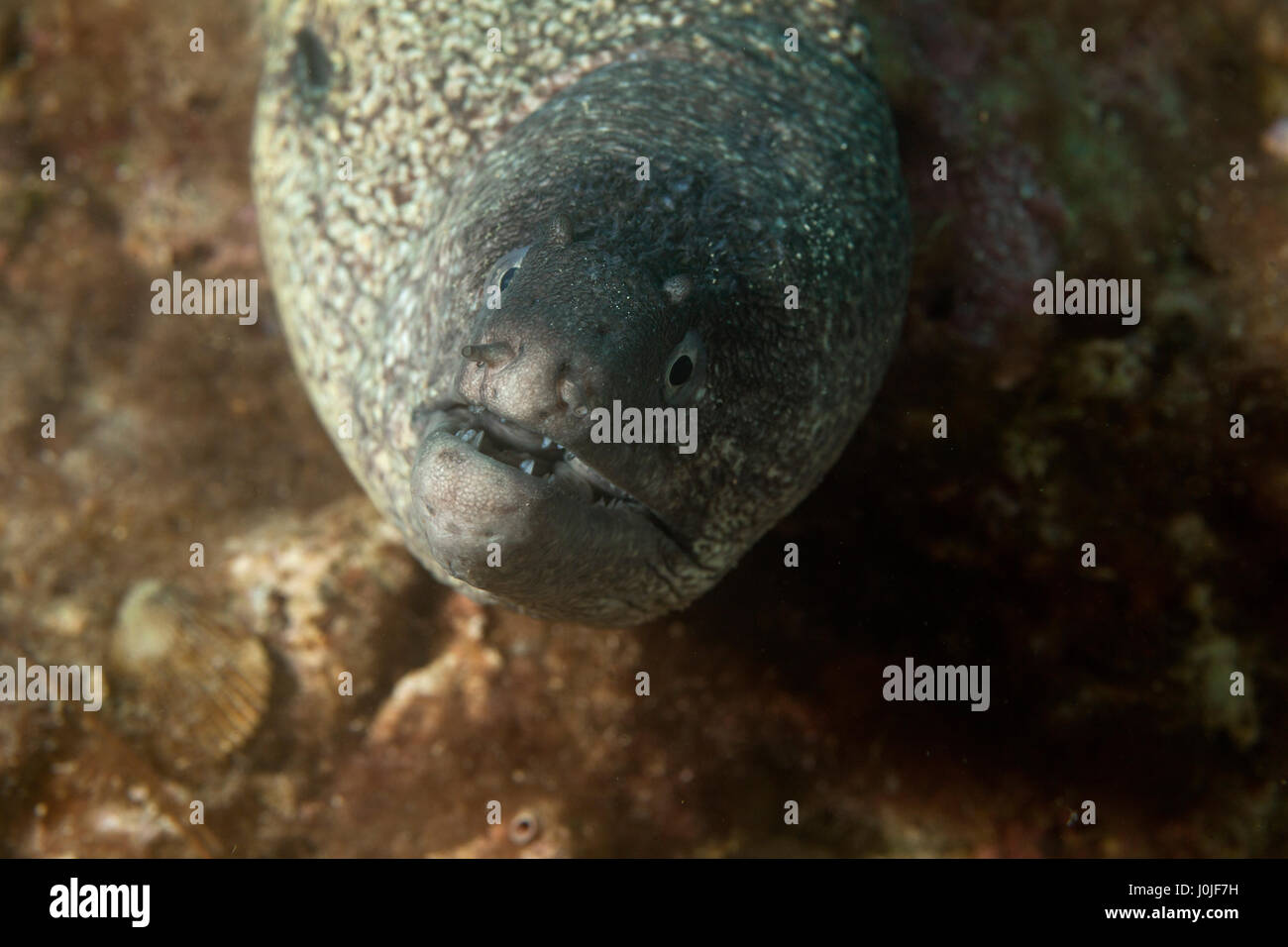 La Méditerranée moray (Muraena helena) de Telascica Nature park, Croatie Banque D'Images