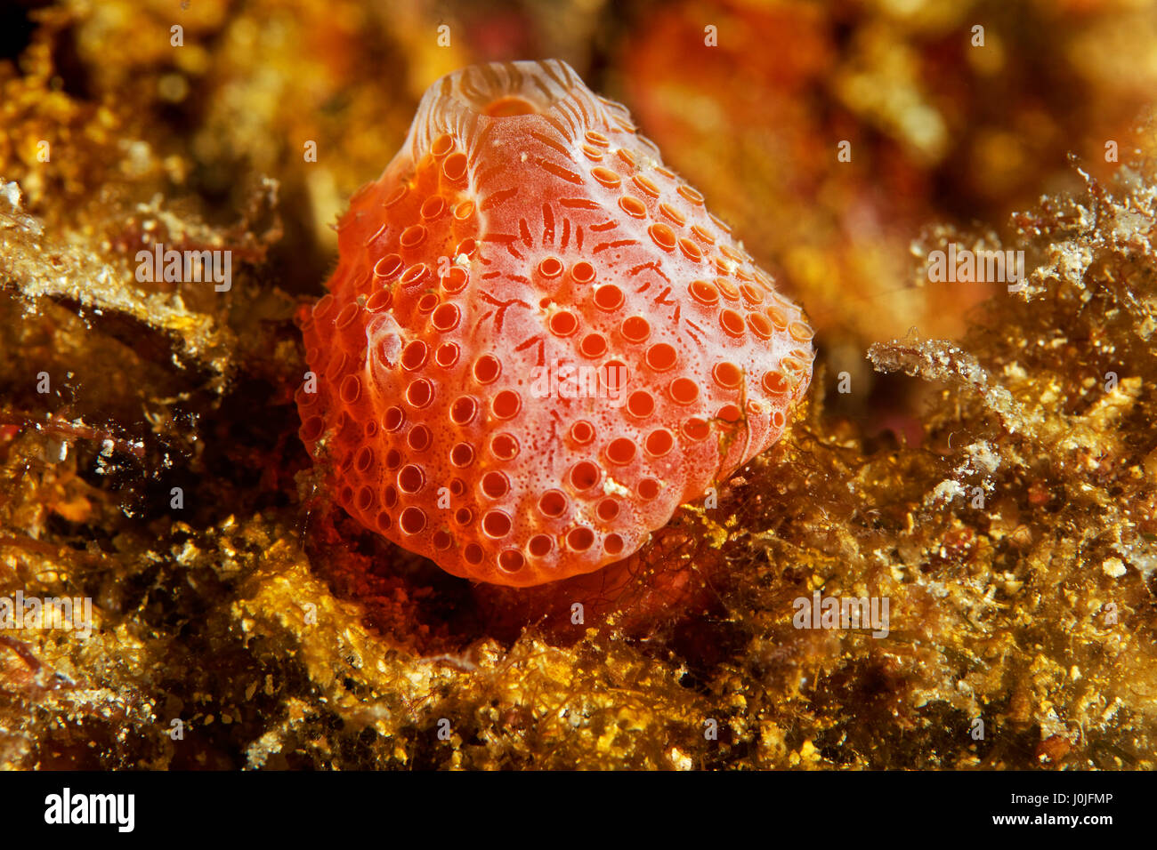 Aplidium elegans fraise (mer) de Telašćica Nature Park Banque D'Images