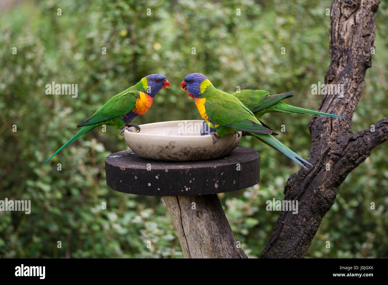 Trois têtes pourpres arc-en-ciel sauvages (Trichoglossus moluccanus) à une mangeoire. Un perroquet australien, prises dans le sud de l'Australie. Banque D'Images