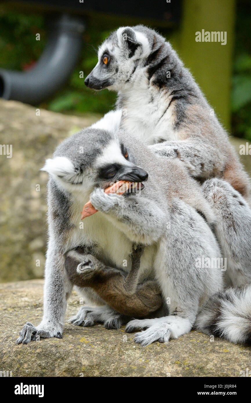 Ring-tailed lémuriens Mavis et Ethel, qui sont deux sœurs, avec leurs 10 jours bébés après les deux heures d'intervalle a donné naissance à Bristol Zoo Gardens. Banque D'Images