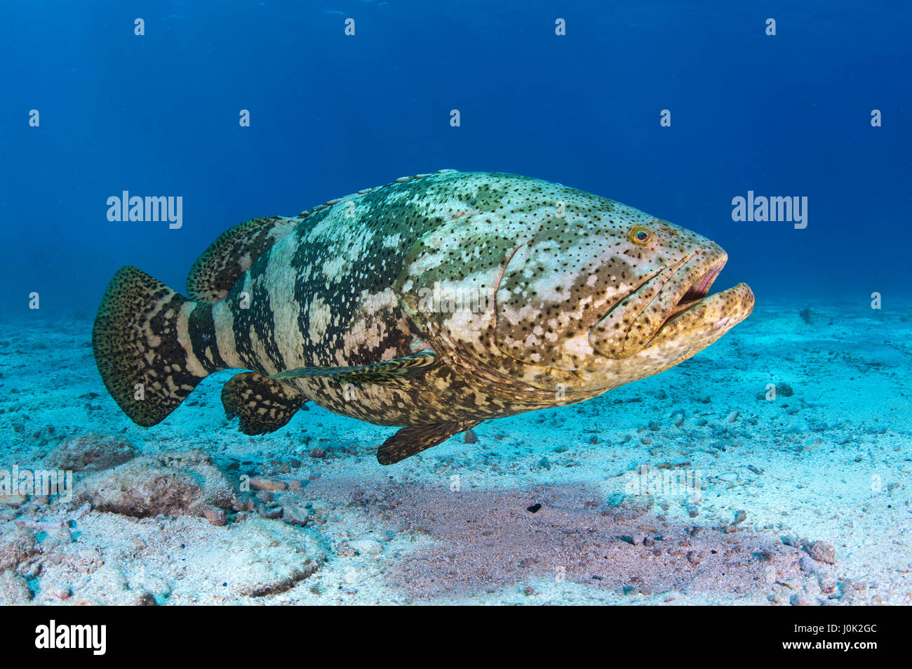 Largest grouper species Banque de photographies et d’images à haute ...