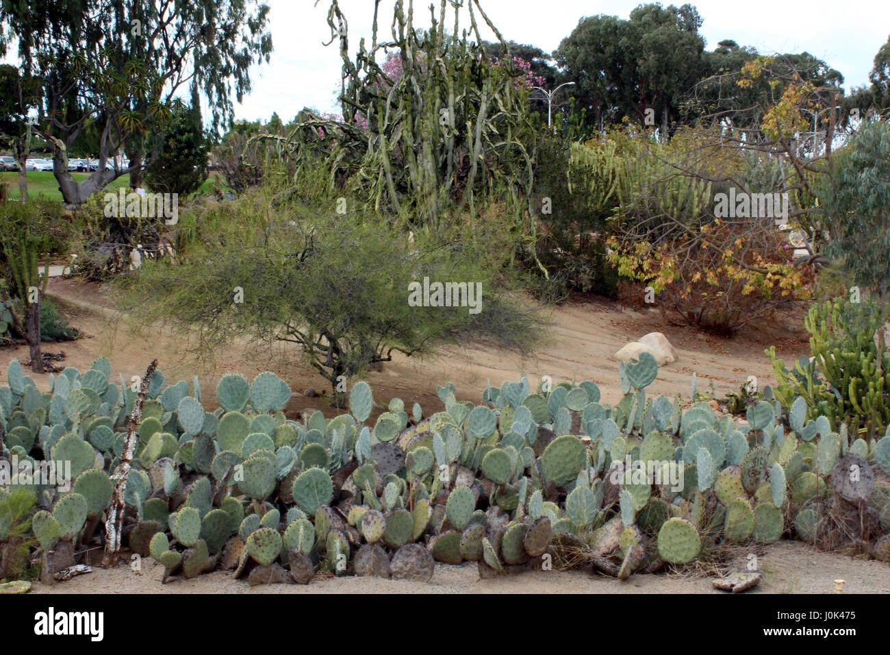 Paysage désertique, contenant une variété de cactus et d'arbres, y compris  le figuier de Barbarie, poteau de clôture mexicain et un candélabre à  l'arbre, dans le jardin désert Ba Photo Stock -