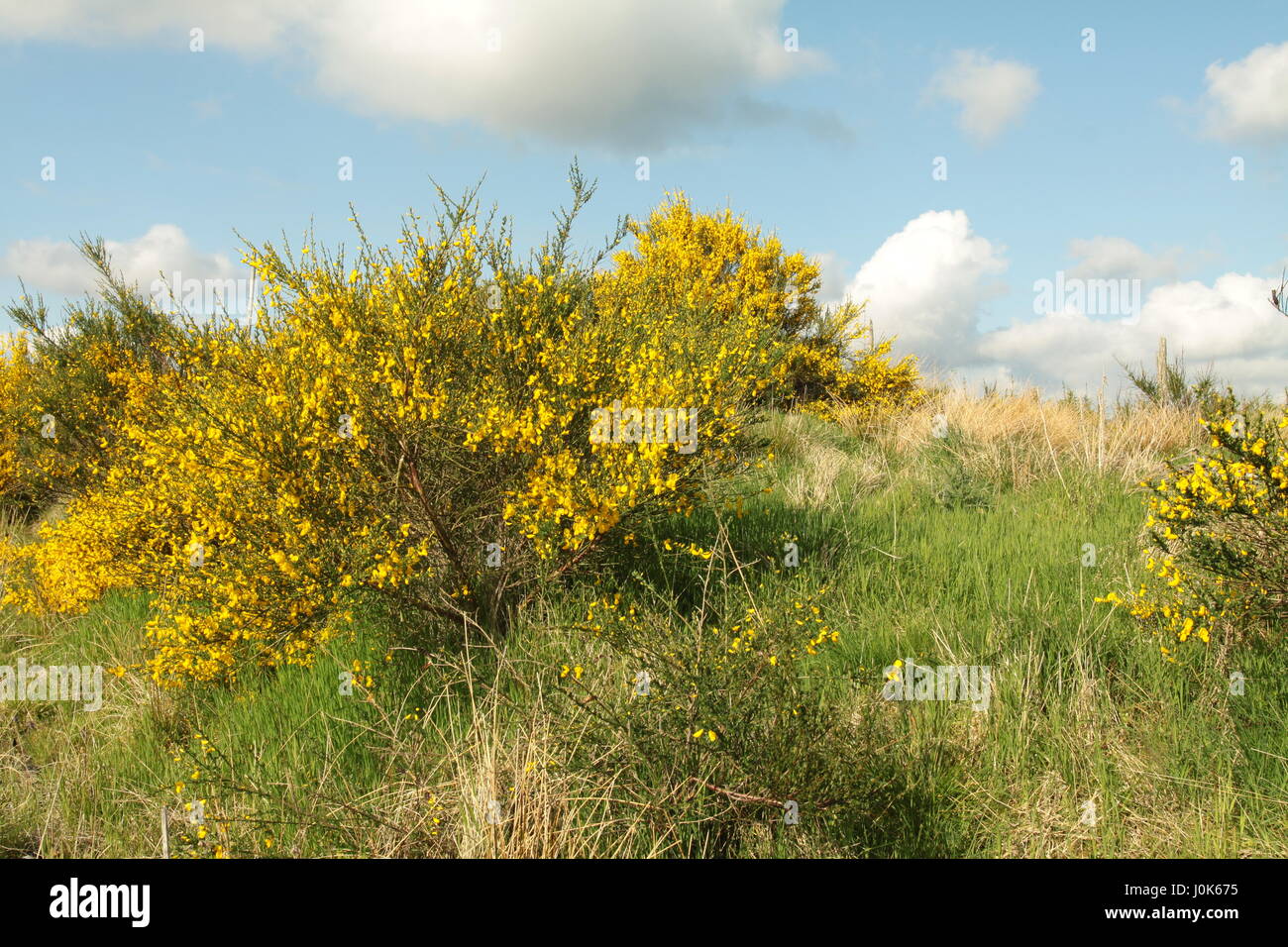 Ultra lumineux sur les buissons d'ajoncs jaune lande écossaise Banque D'Images