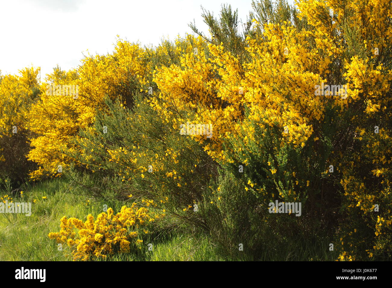 Ultra lumineux sur les buissons d'ajoncs jaune lande écossaise Banque D'Images