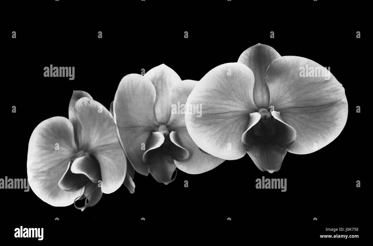 Le noir et blanc fleur orchidee. Banque D'Images