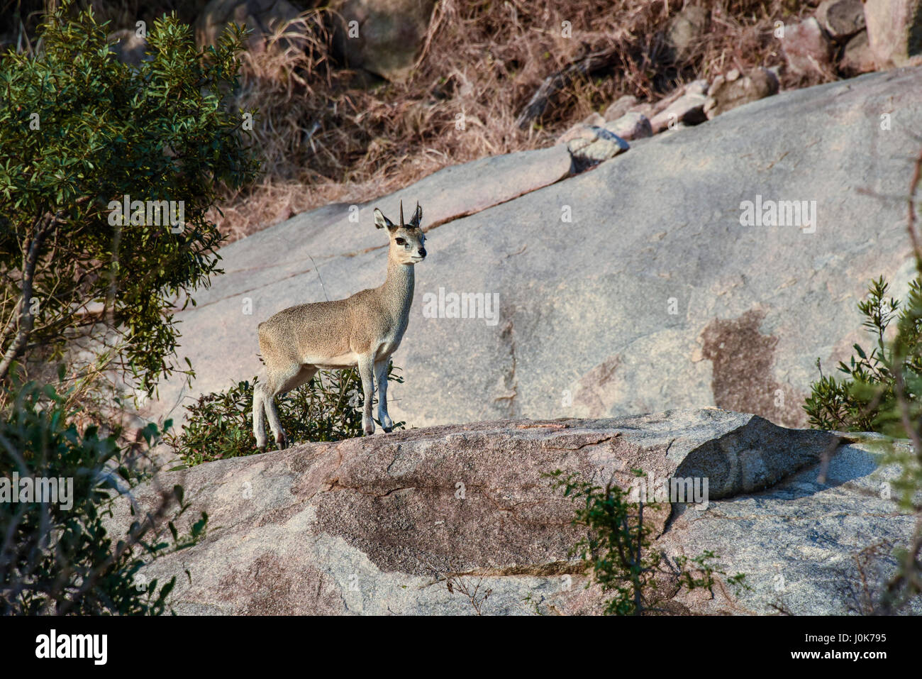 Un mâle Klipspringer (Oreotragus oreotragus) debout sur un gros rocher Banque D'Images