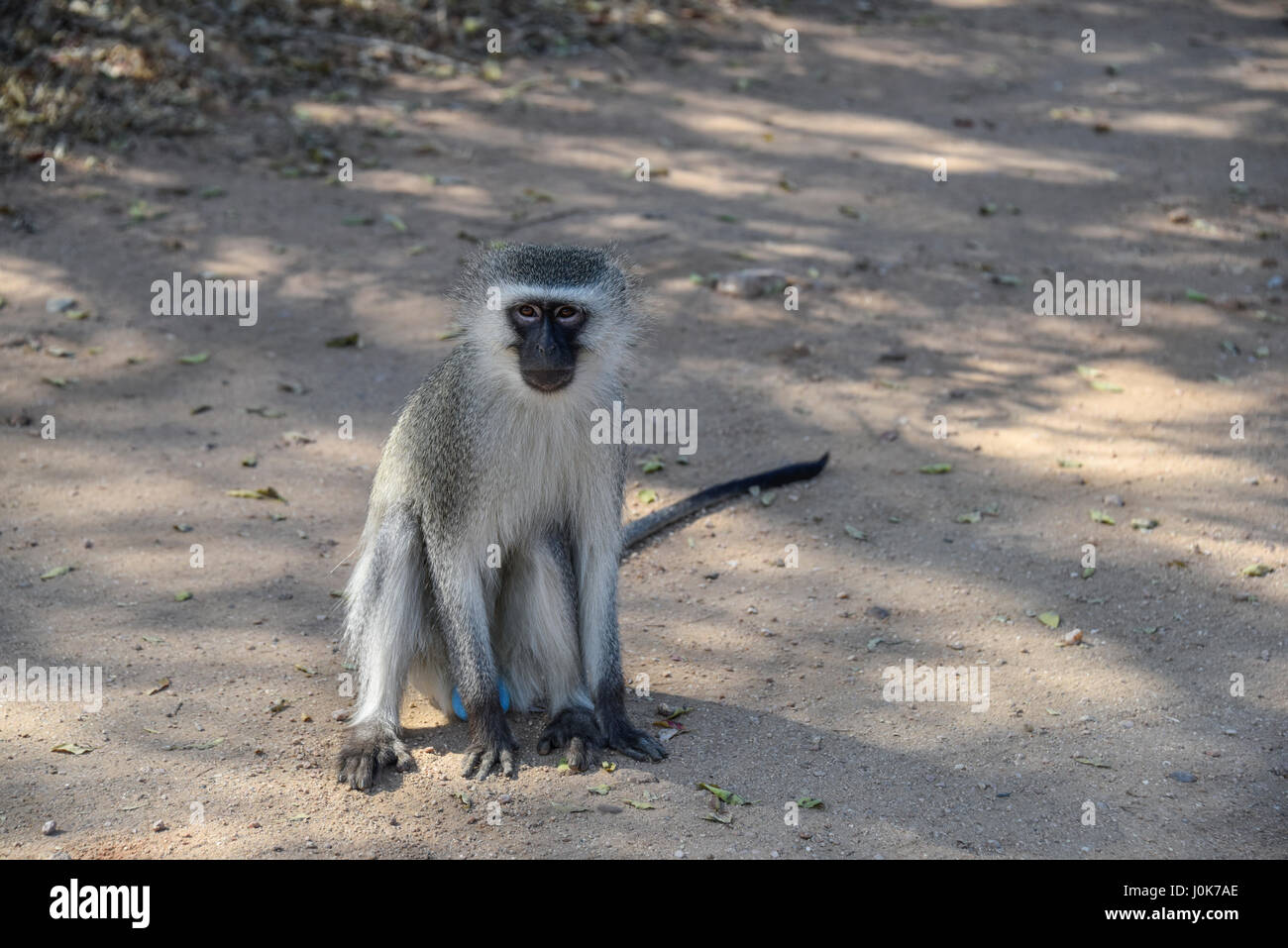 Un singe, Chlorocebus pygerythrus, assis sur le sol, Kruger National Park, Afrique du Sud Banque D'Images