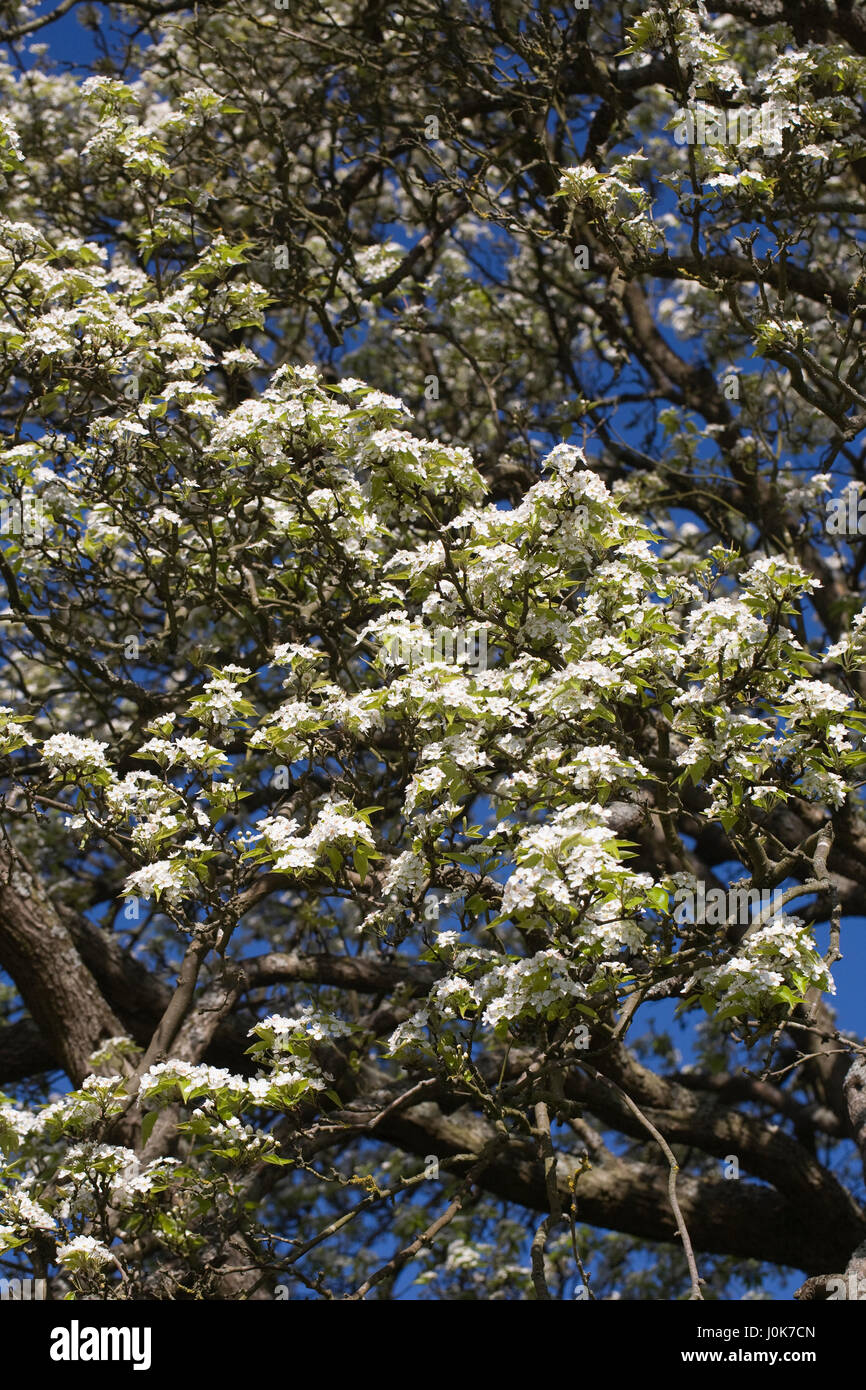 Pyrus pashia fleurissent au printemps. Banque D'Images