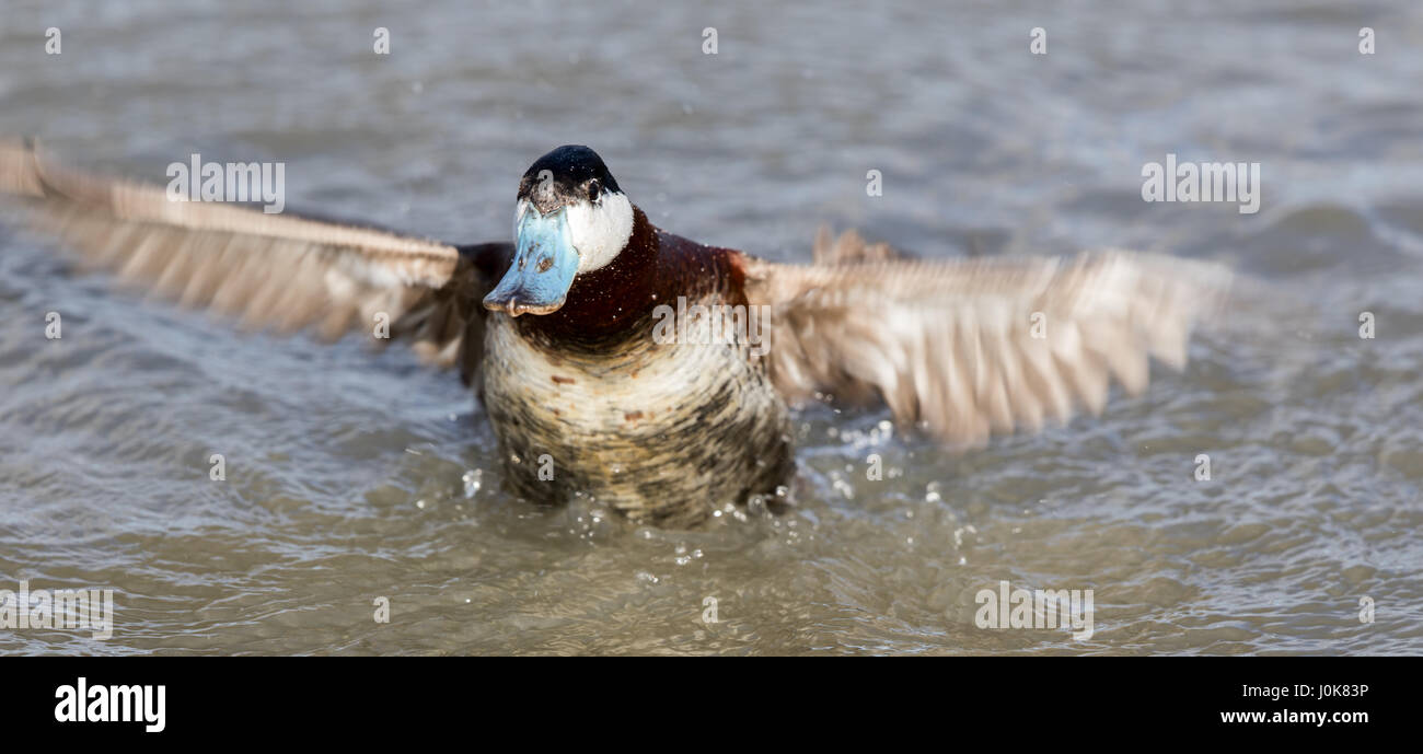 L'érismature rousse (Oxyura jamaicensis) le bain. Banque D'Images