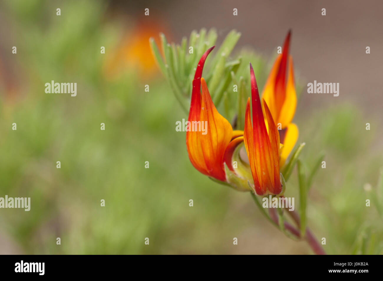 Parrot's Beak Lotus berthelotii - Plante Banque D'Images