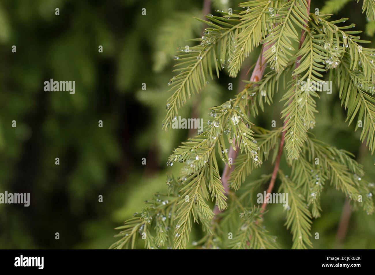 Les gouttelettes d'eau sur des plantes vertes Banque D'Images