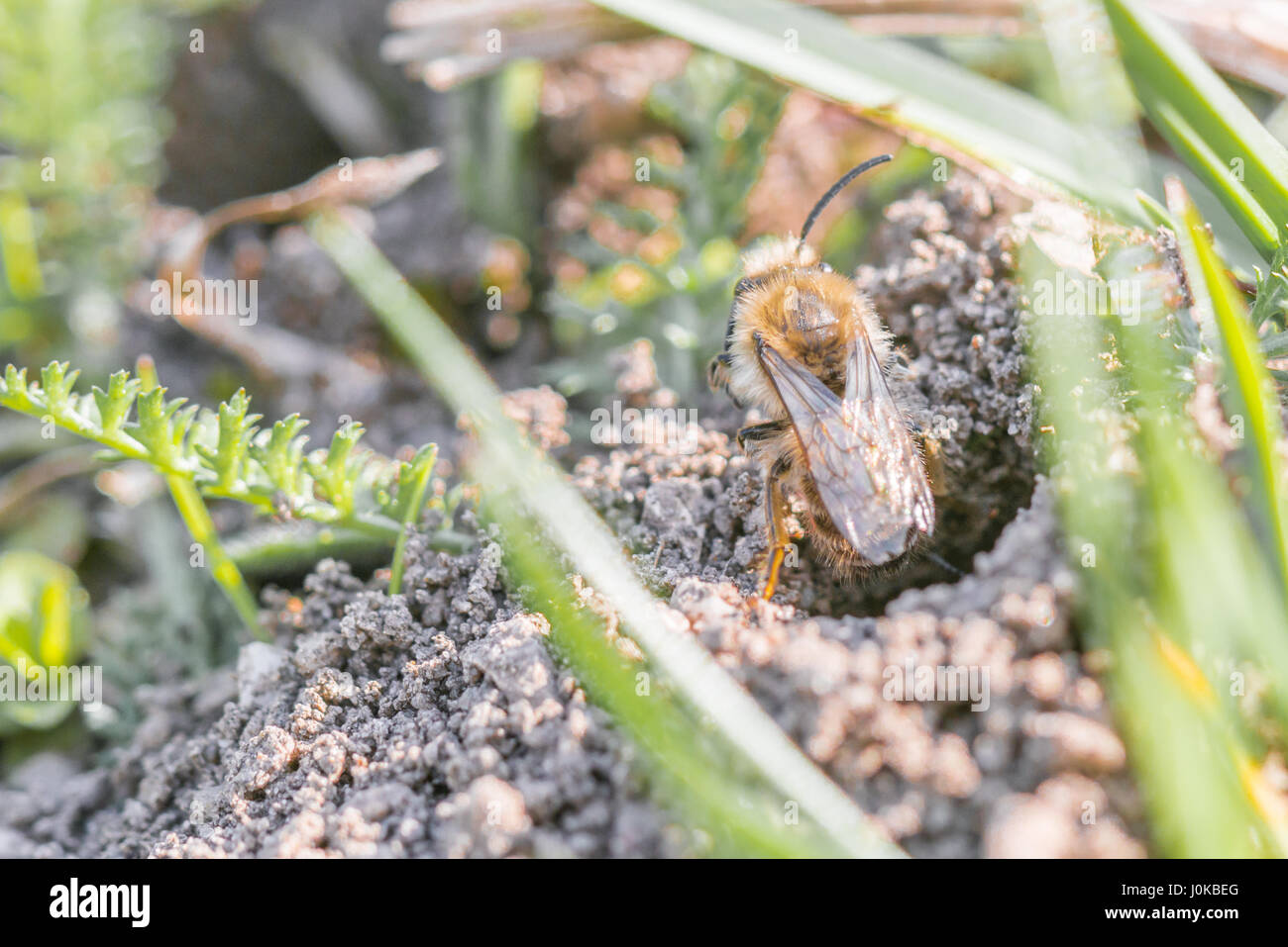 Seul mâle de l'abeille du sable à un trou sur le terrain Banque D'Images