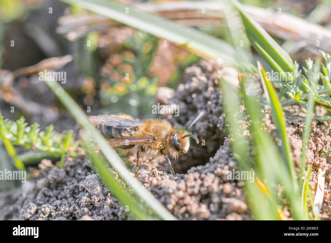 Seul mâle de l'abeille du sable à un trou sur le terrain Banque D'Images