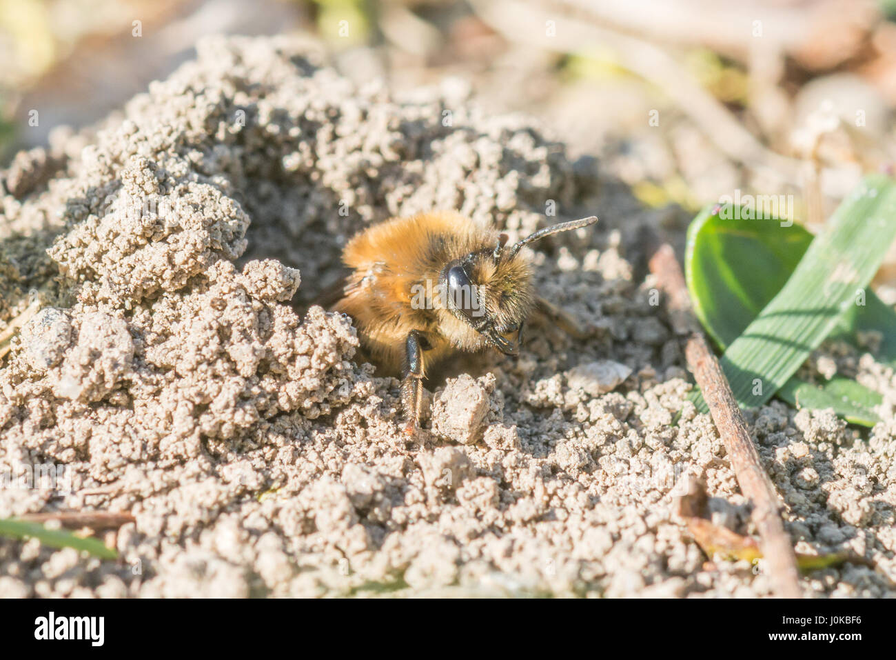 Femme seule abeille sable dans son trou sur le terrain Banque D'Images