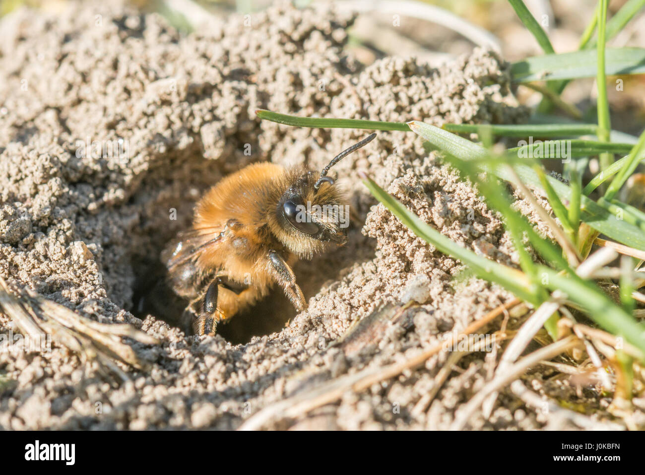 Femme seule abeille sable dans son trou sur le terrain Banque D'Images