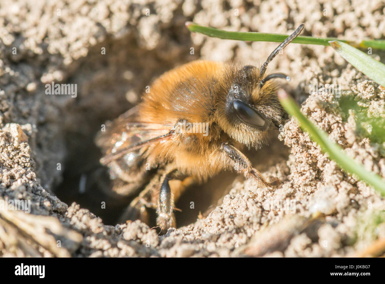Femme seule abeille sable dans son trou sur le terrain Banque D'Images