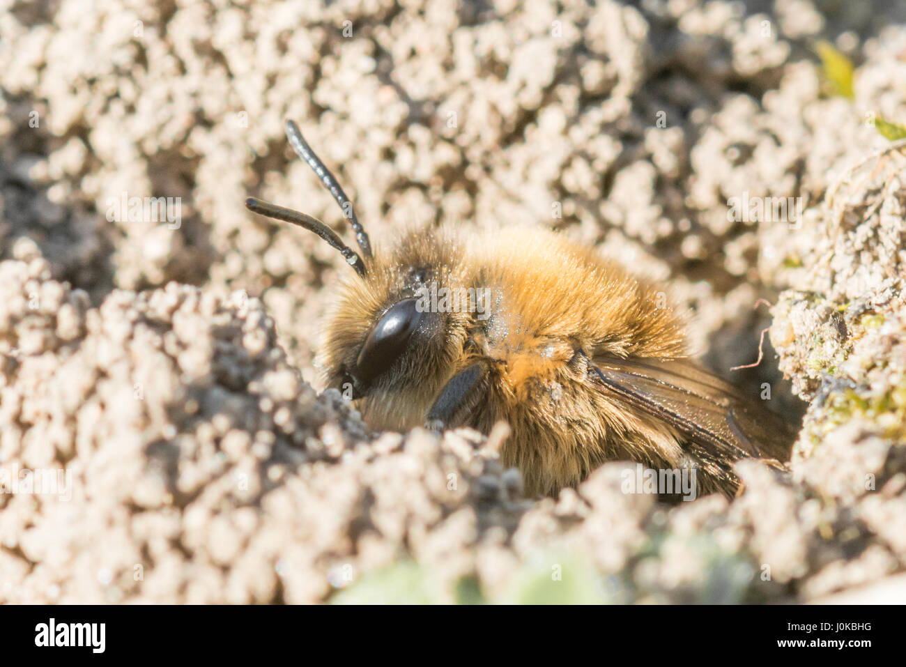 Femme seule abeille sable dans son trou sur le terrain Banque D'Images