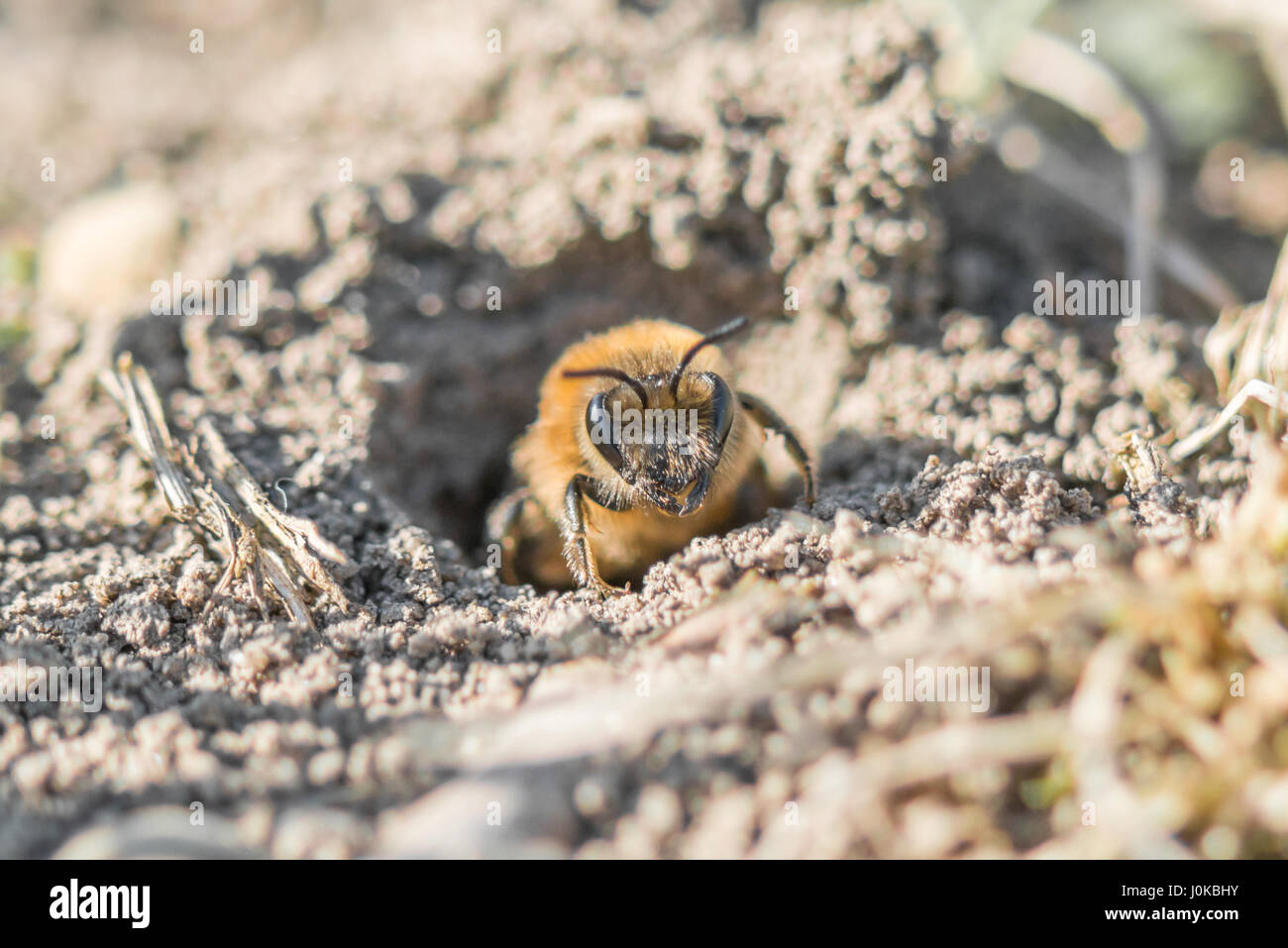 Femme seule abeille sable dans son trou sur le terrain Banque D'Images