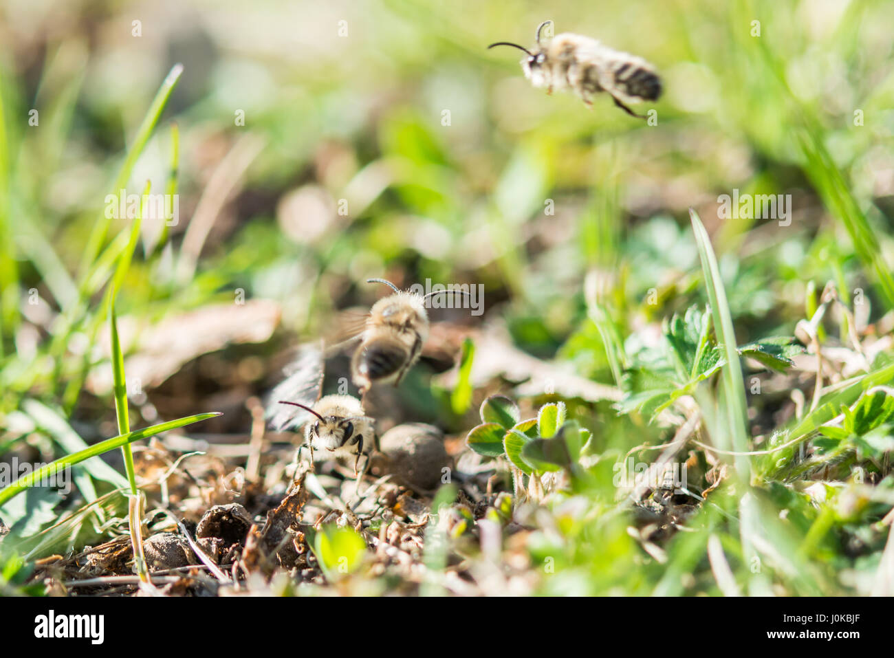 Sable volant autour d'abeilles mâles près du sol Banque D'Images