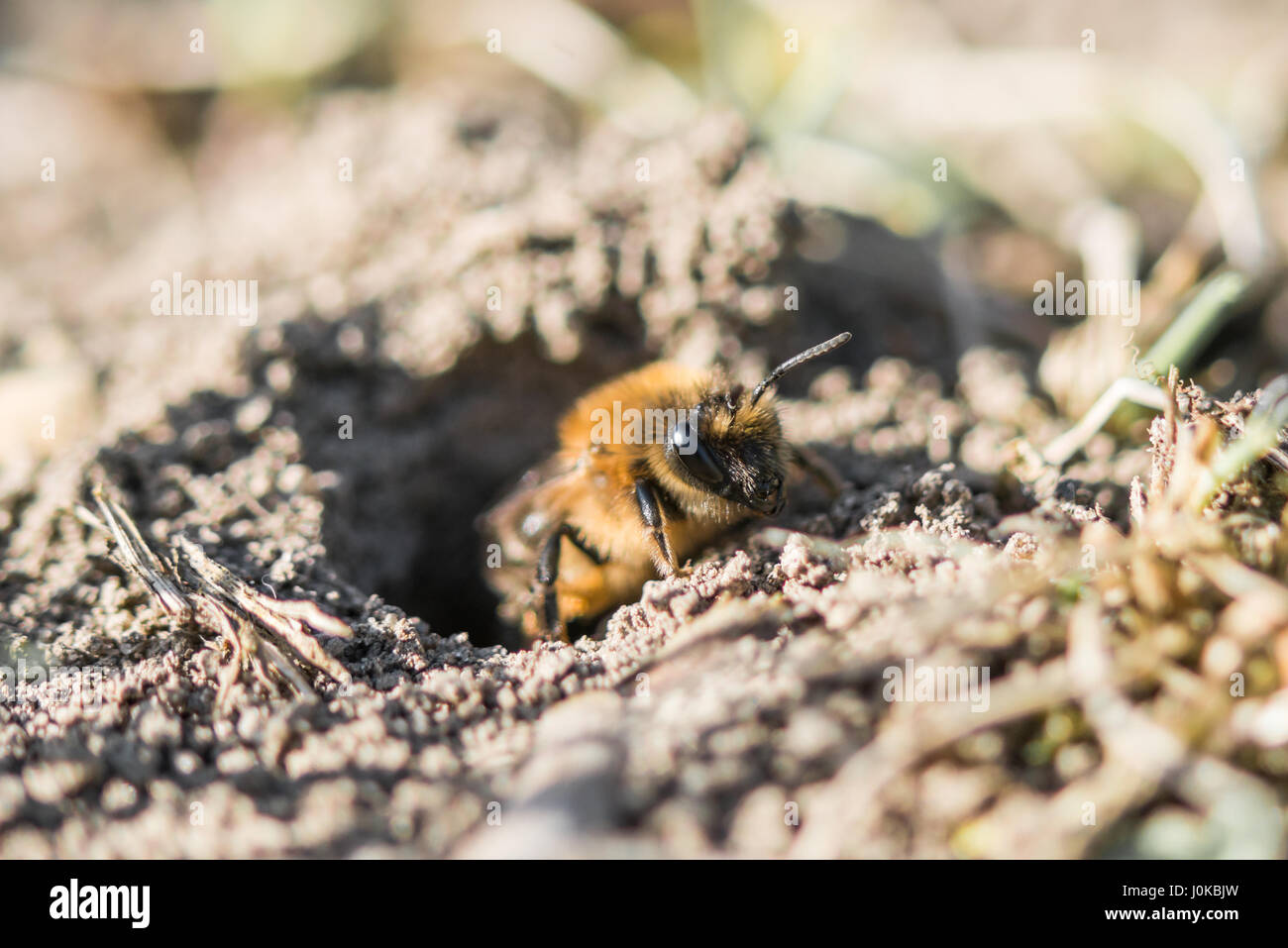 Femme seule abeille sable dans son trou sur le terrain Banque D'Images