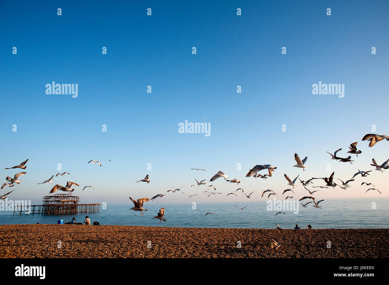A Flock of seagulls vole au-dessus de la plage de Brighton sur la côte sud de l'Angleterre avec les ruines de la célèbre jetée de l'Ouest dans l'arrière-plan. Banque D'Images