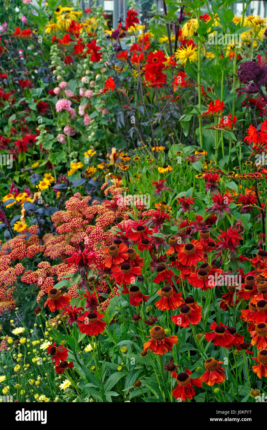 Détail d'une fleur colorée border Banque D'Images