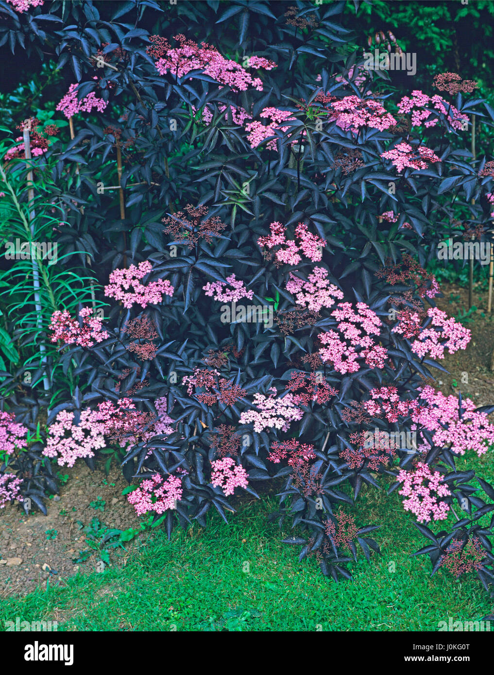 Sambucus nigra 'Black Beauty' Banque D'Images