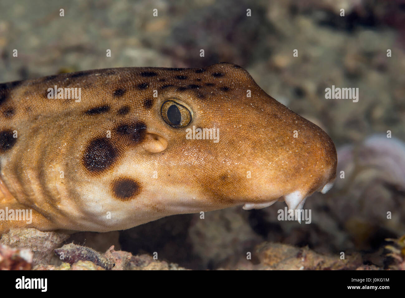 Carpetshark mouchetée indonésien, Hemiscyllium freycineti, Raja Ampat, Papouasie occidentale, en Indonésie Banque D'Images