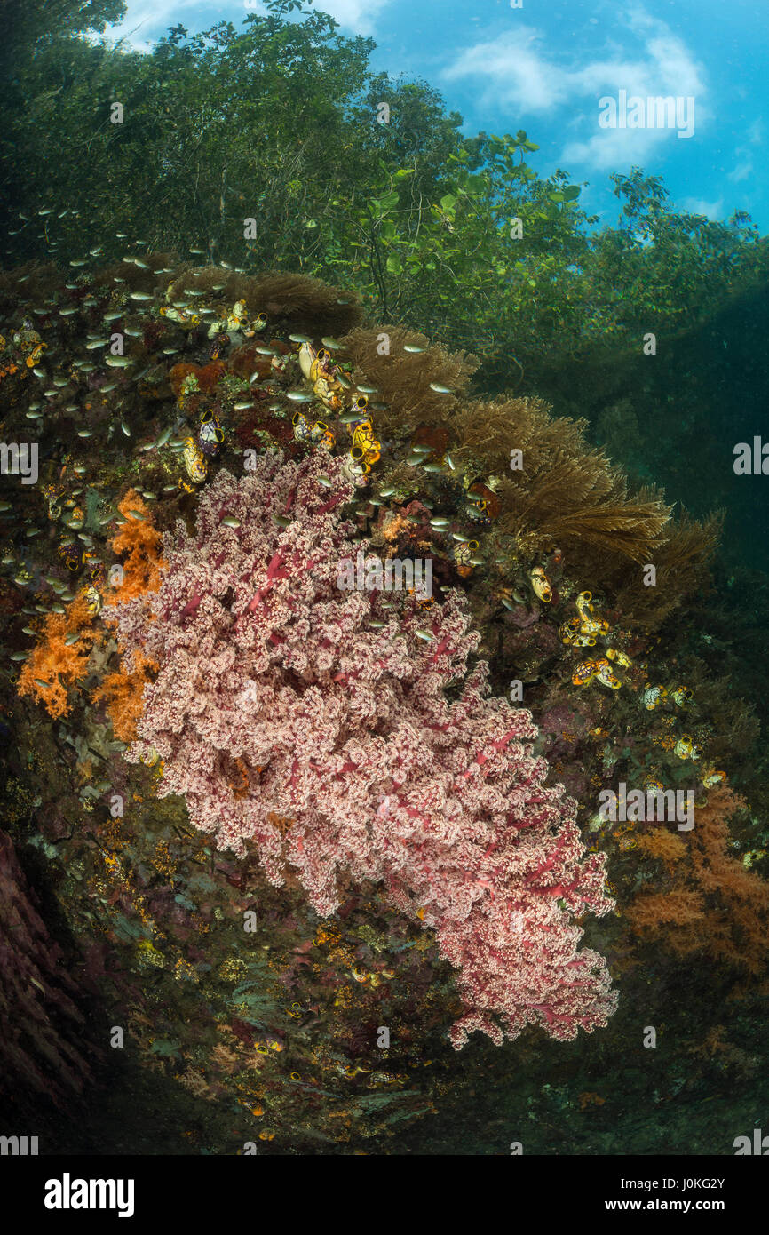 La croissance des coraux près de mangroves, Siphonogorgia godeffroyi, Raja Ampat, Papouasie occidentale, en Indonésie Banque D'Images