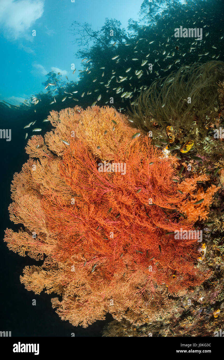 La croissance des coraux près de mangroves, Melithaea sp., Raja Ampat, Papouasie occidentale, en Indonésie Banque D'Images