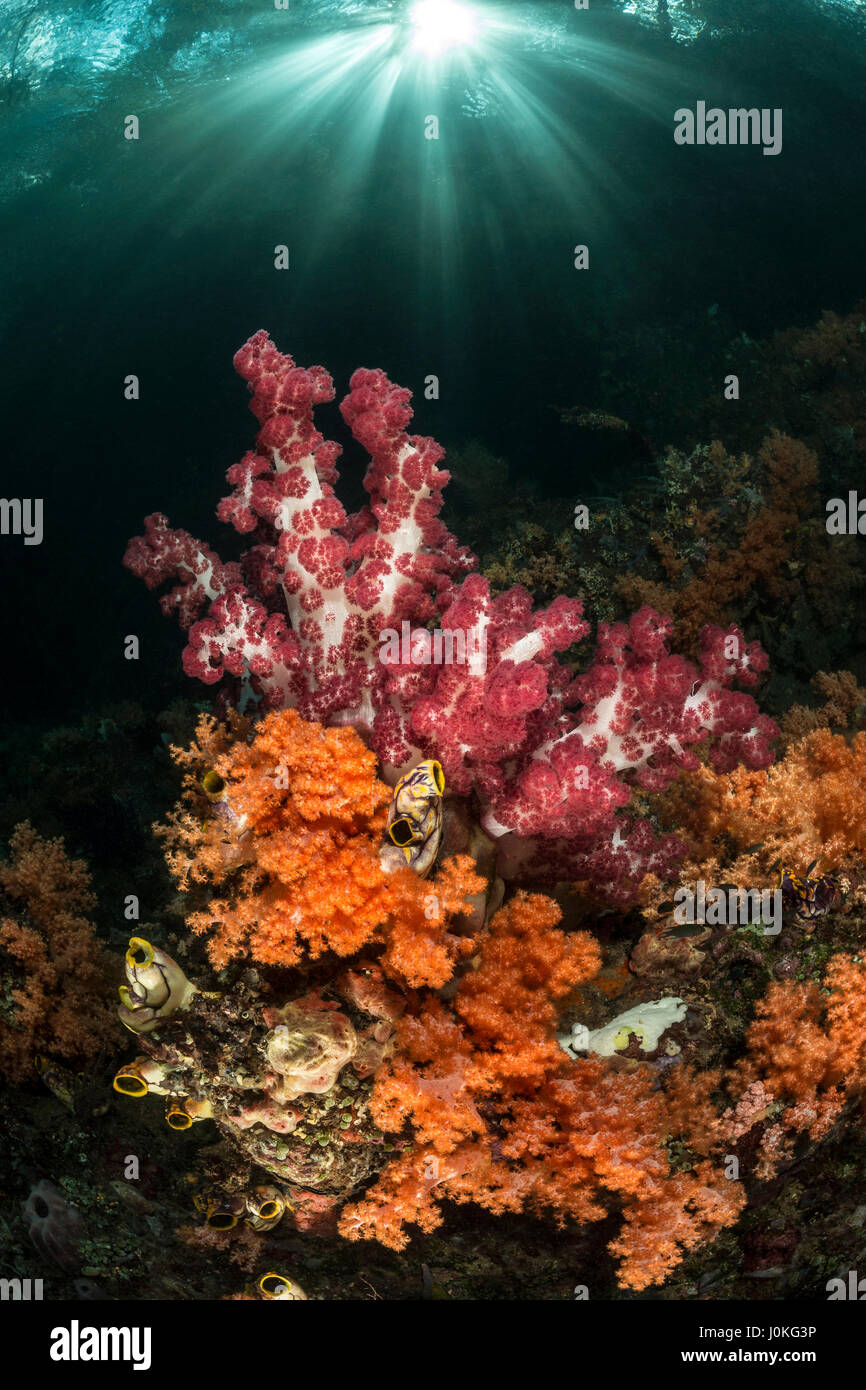 La croissance des coraux près de mangroves, Dendronepthya sp. / Scleronephthya sp., Raja Ampat, Papouasie occidentale, en Indonésie Banque D'Images