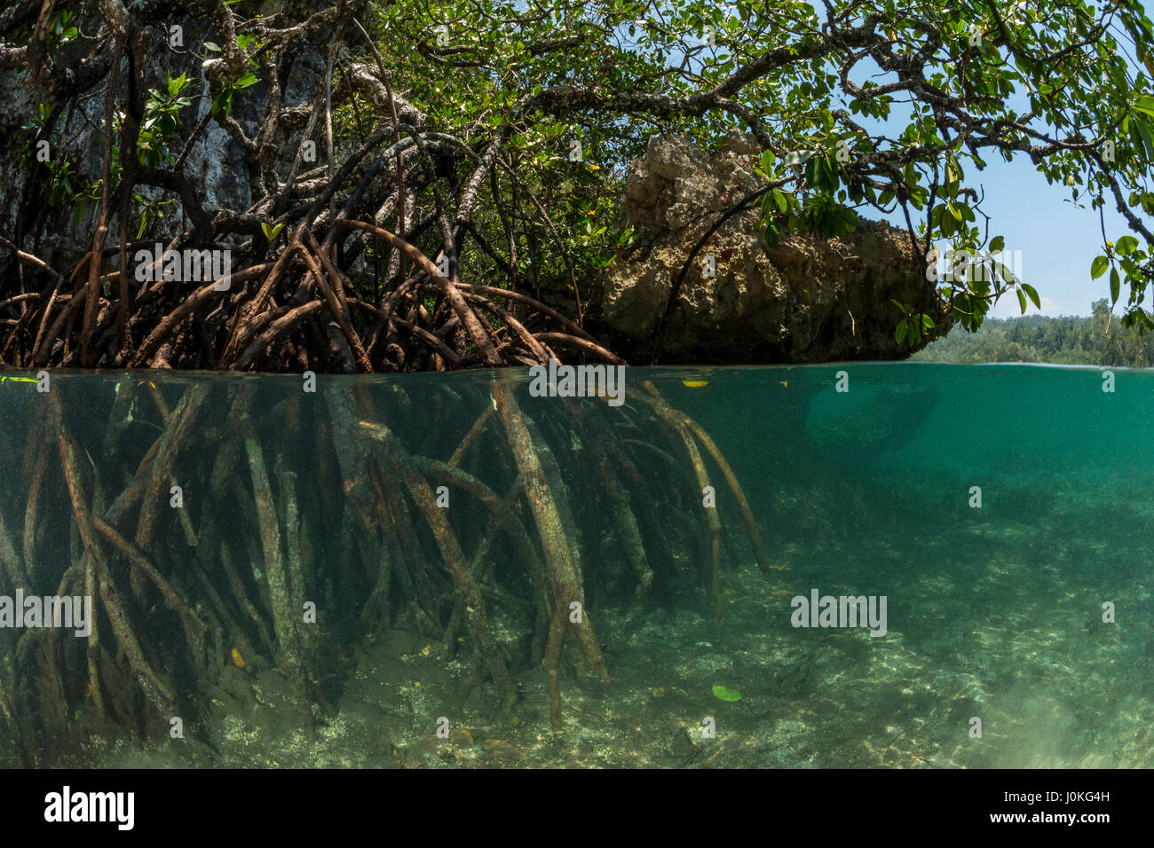 Les mangroves dans le passage, Rhizophora stylosa, Raja Ampat, Papouasie occidentale, en Indonésie Banque D'Images