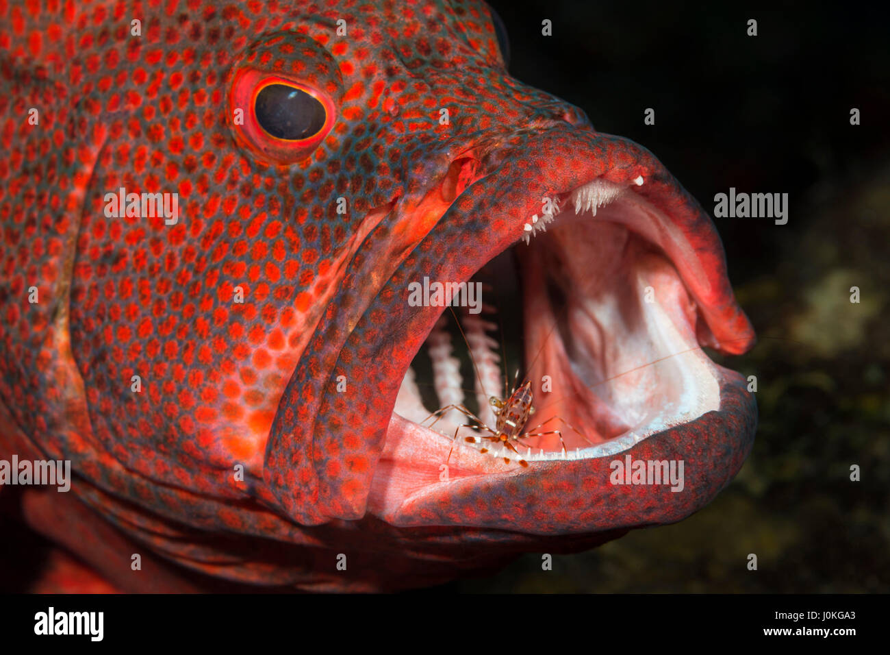 Le Mérou corail et plus propre Crevettes Cephalopholis sonnerati, Bali, Indonésie Banque D'Images