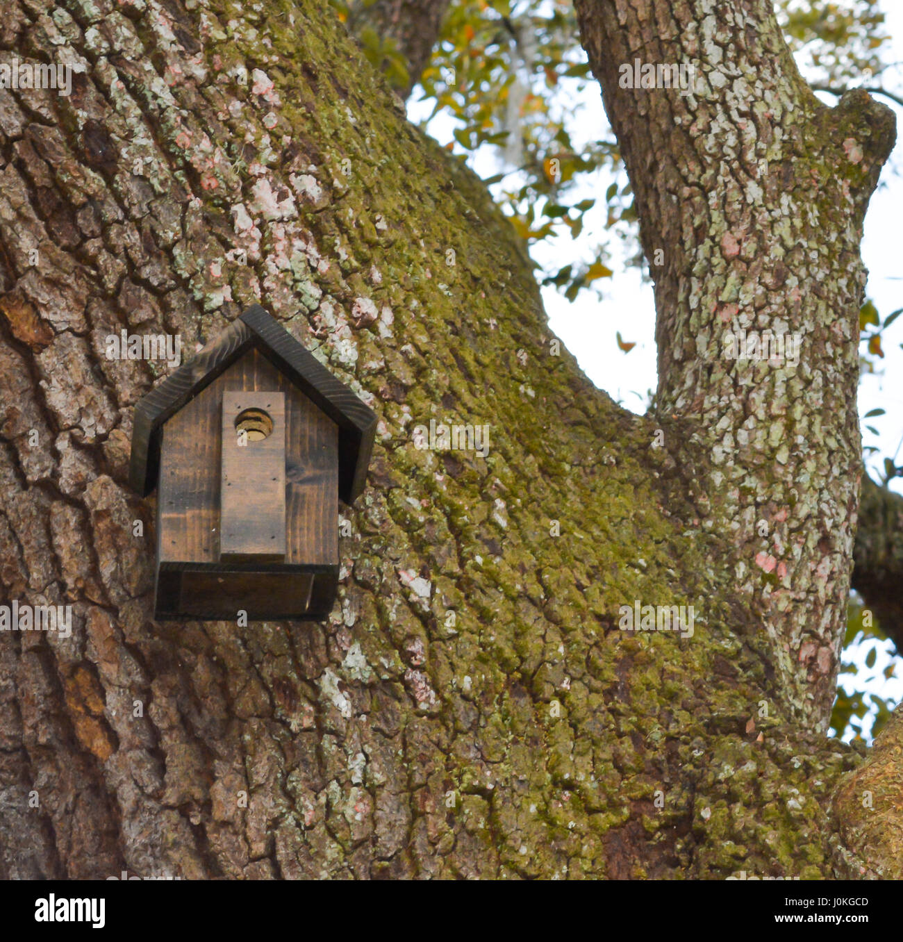 Une maison d'oiseau accroché à un tronc d'arbre au Jardin botanique de l'hydromel à Orlando, Floride. Banque D'Images