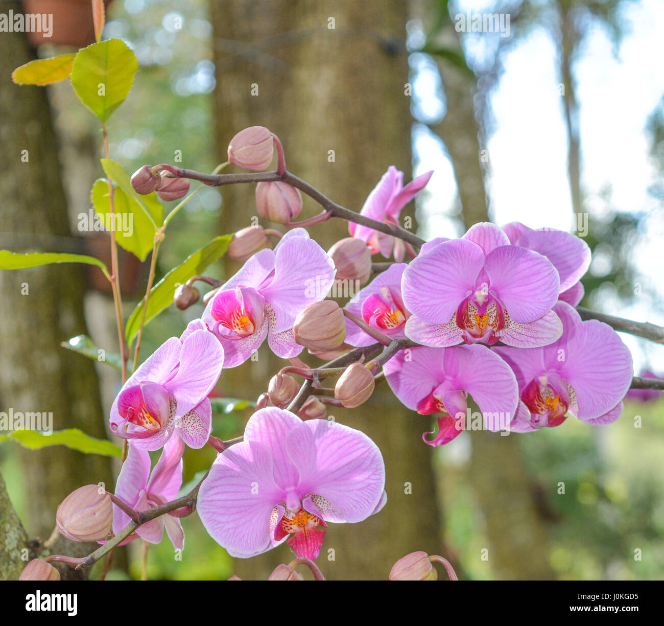 Une belle orchidée Rose au Jardin botanique de l'Hydromel dans Winter Park Orlando, Floride Banque D'Images