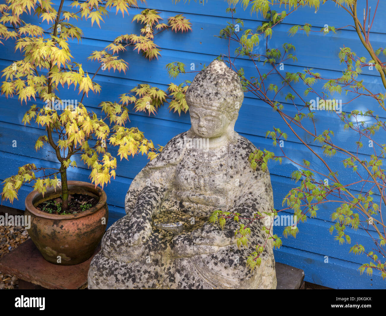 Buddah statue en pierre jardin japonais entre mediative Acer (Acer palmatum) au printemps Banque D'Images
