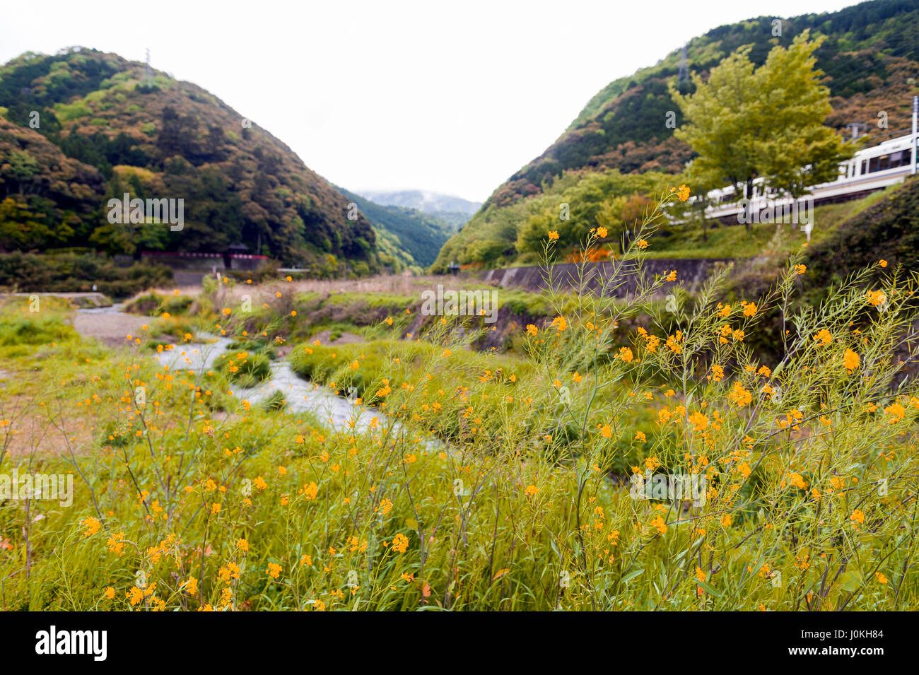 Fleurs jaunes sauvages dans la rivière par l'ONU, le Japon Kameoka Banque D'Images