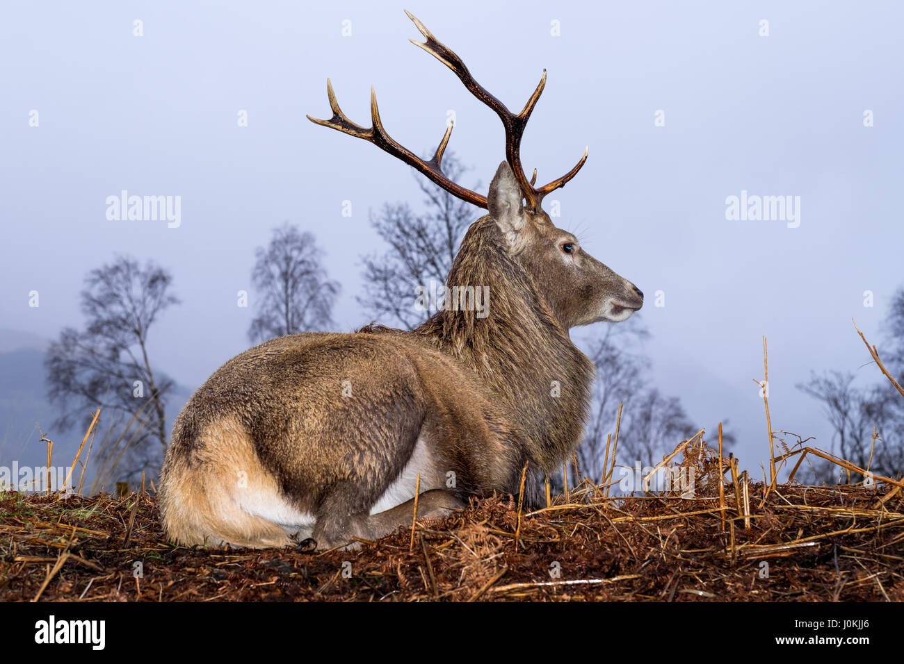 Wild Red Deer Stag, Glen Etive, Ecosse Banque D'Images