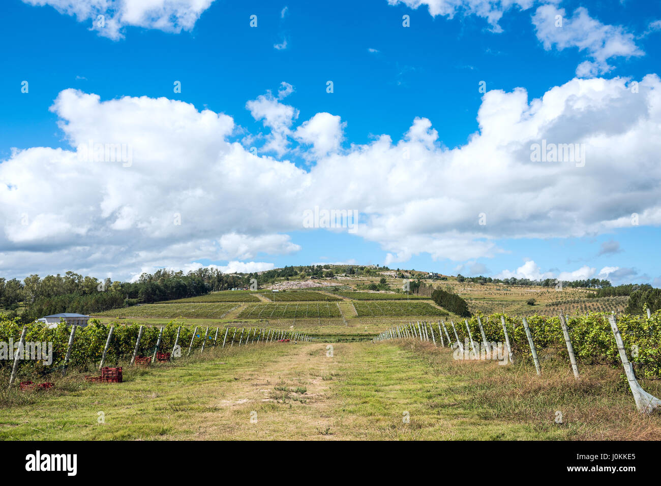 Vignoble pittoresque situé près de Punta del Este, une partie de la Route des Vins (Los caminos del Vino) de l'Uruguay Banque D'Images