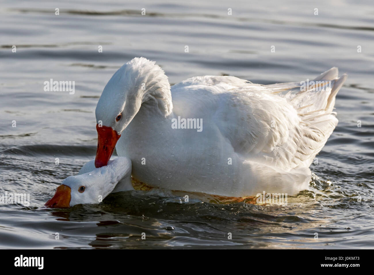 Le canard de Pékin est un canard domestique lors de l'accouplement, le mâle monte la femelle et pousser sa tête sous l'eau. Ils ont un bec orange, jambes et pieds. Banque D'Images