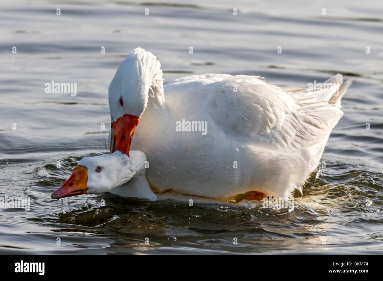 Le canard de Pékin est un canard domestique lors de l'accouplement, le mâle monte la femelle et pousser sa tête sous l'eau. Ils ont un bec orange, jambes et pieds. Banque D'Images