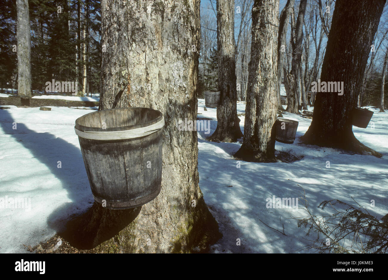 Les seaux en bois vintage, érablière, Québec, Canada Banque D'Images